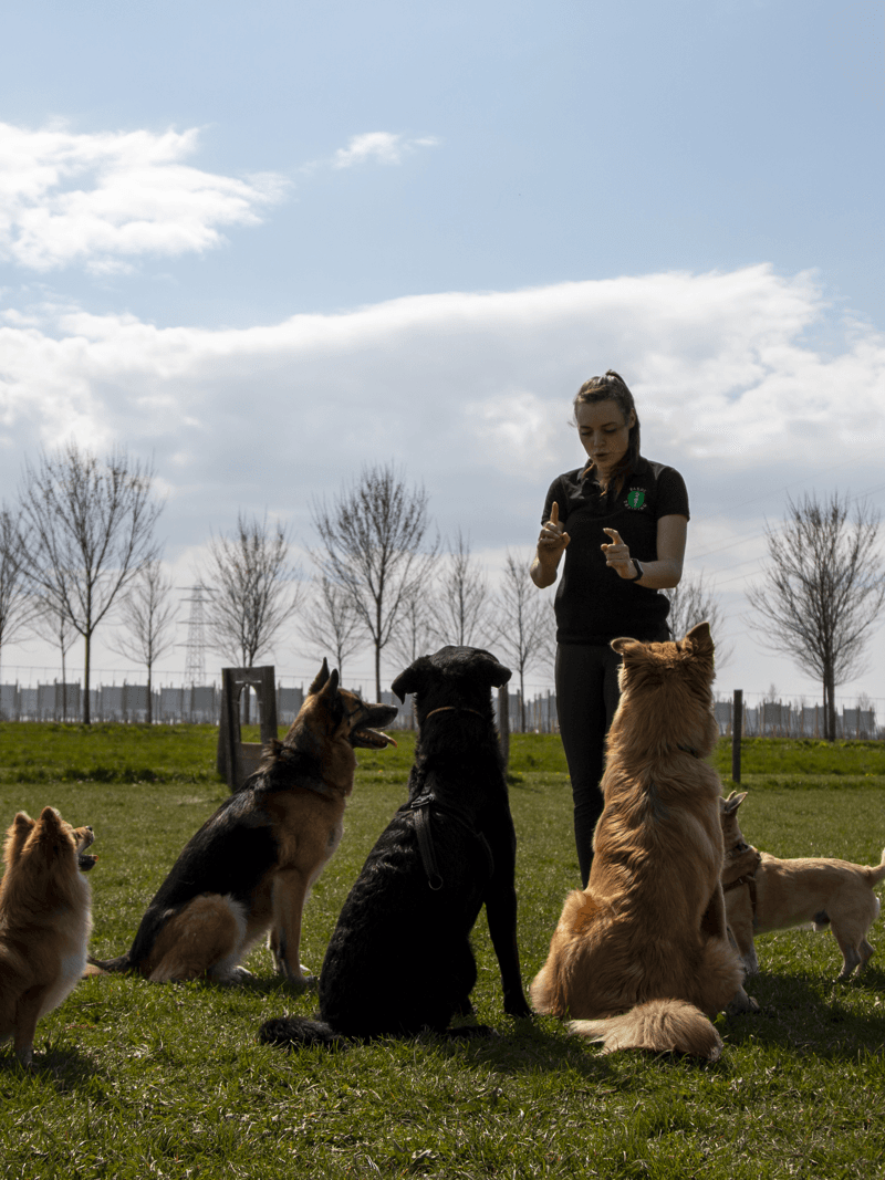 Onze Trainers Ditka