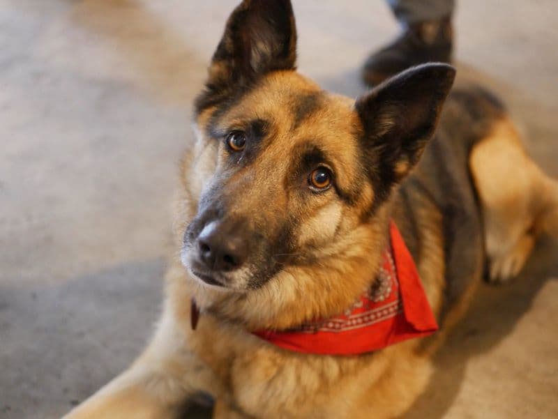 Onze Trainers Sheba